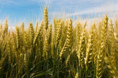 Mieszane notowania zbóż na giełdach