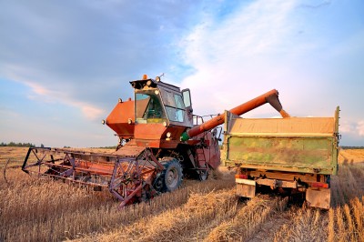 Powolny spadek cen zbóż na giełdach krajowych