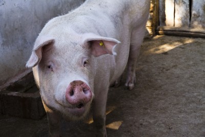 Sytuacja na krajowym rynku – świnie
