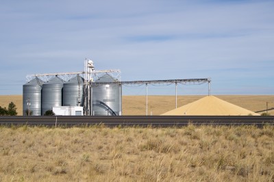 Rekordowo wysoka produkcja pszenicy (USDA)
