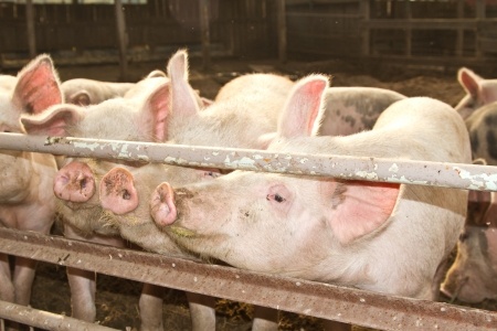Sytuacja na rynku świń