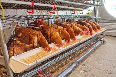 Sytuacja na rynku – kurczaki