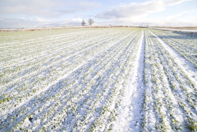 Zboże pod śniegiem