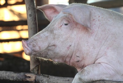 Producenci trzody chlewnej nie zamierzają obecnie zwiększać pogłowia
