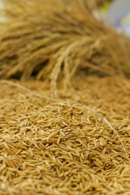 Zbożowy urodzaj dał w kość rolnikom