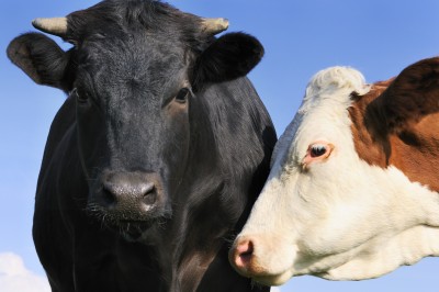 Nowe perspektywy dla eksporterów wołowiny
