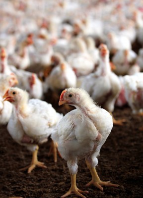Rośnie liczba ferm zakażonych ptasią grypą w Holandii