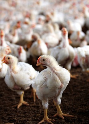 KRD: Opłacalność produkcji drobiu większa niż przed rokiem