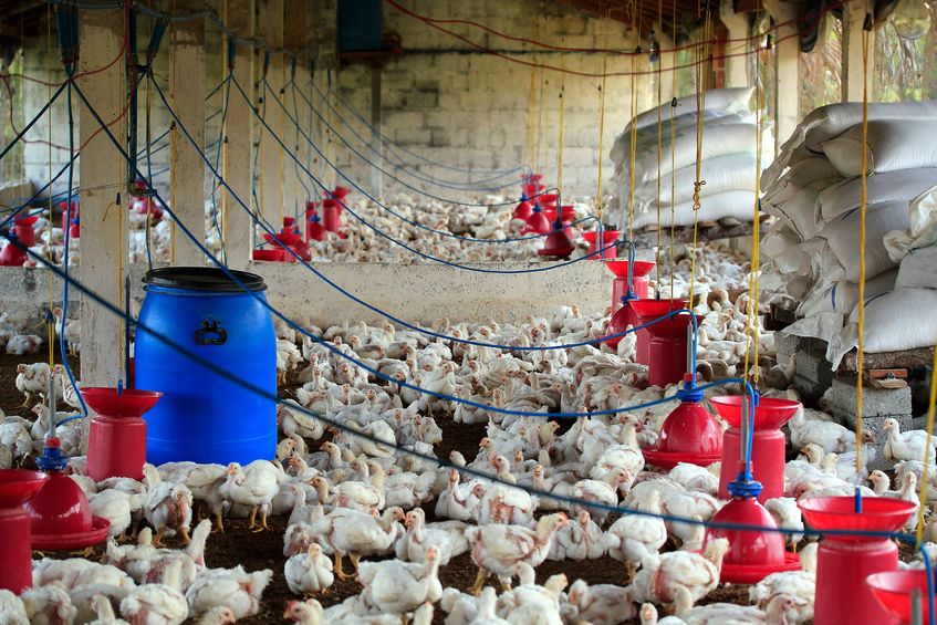 Zalety produkcji żywca drobiowego