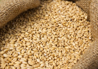 Ukraińscy młynarze postulują czasowy zakaz eksportu pszenicy