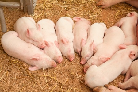 W Danii pogłowie świń większe niż przed rokiem