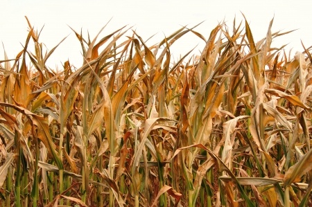 Problemy z kukurydzą