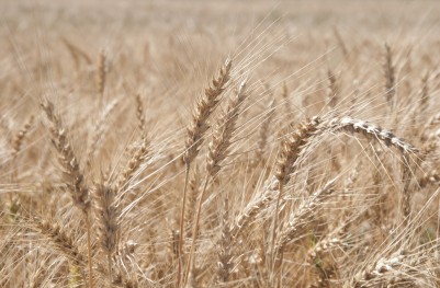Zboża świat – duży urodzaj pszenicy, braki w kukurydzy