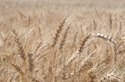KE optymistycznie prognozuje produkcje zbóż w UE