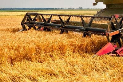 Zbiory zbóż mogą wzrosnąć w tym roku o ponad 6 proc.