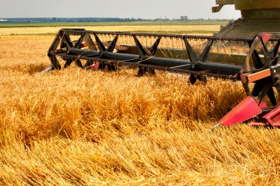 Dobre zbiory zbóż i rzepaku w Niemczech