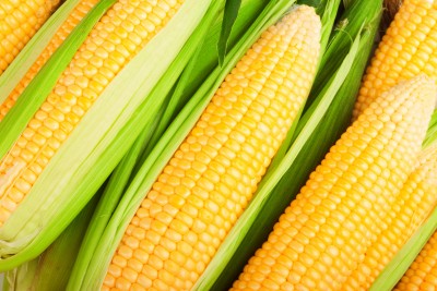 Francja podnosi przewidywania zbiorów kukurydzy