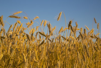 W 2015 r. obniży się światowa produkcja zbóż