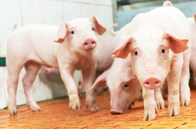 Jesienne ceny wieprzowiny nie poprawiają opłacalności produkcji