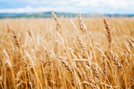 Ceny zbóż według farmer.pl
