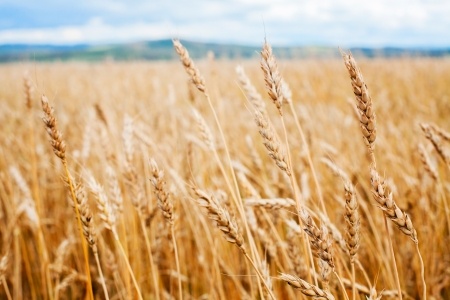 Ceny zbóż według farmer.pl