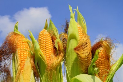 Silny spadek ceny kukurydzy