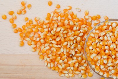Kukurydza – zbiory na półmetku