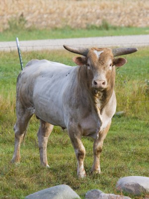 Ceny bydła