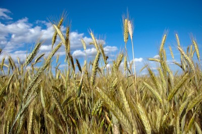 Rynek zbóż: żyta, w odróżnieniu od innych zbóż, jest mało