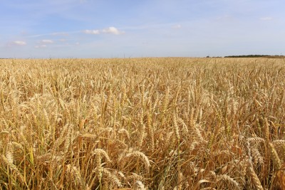 Raport IGC: Globalne zbiory zbóż wzrosną o 8 proc. rdr