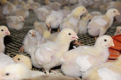 Europa umacnia pozycję na światowym rynku drobiu