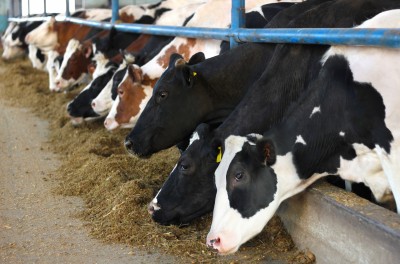 Białoruś zniosła zakaz importu bydła z państw UE, w tym z Polski