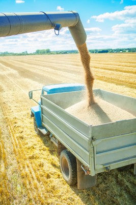 Rolnicy opróżniają magazyny mimo coraz niższych cen zbóż