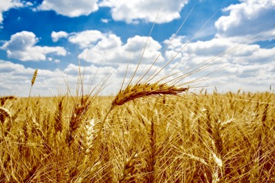 Analitycy wierzą w możliwość wzrostu zbiorów pszenicy w Polsce