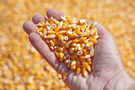 Złota kukurydza