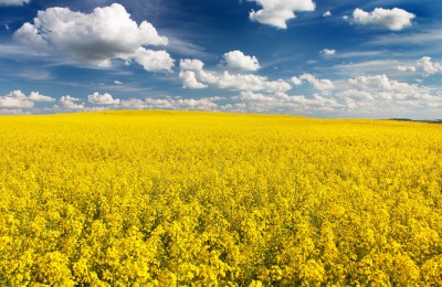 Spadek zbiorów rzepaku na Ukrainie