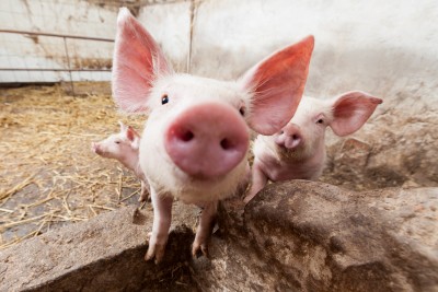 Import świń do Polski wzrósł aż o 40 proc.