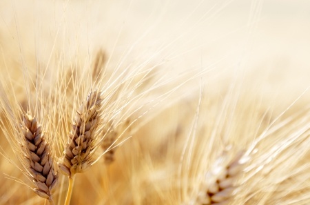 Przed raportem USDA większość zbóż tanieje