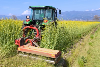 UE – produkcja rzepaku w sezonie 2016/17