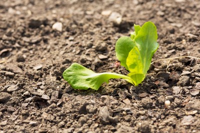 KSG AGRO rozpoczęło zasiew upraw ozimych