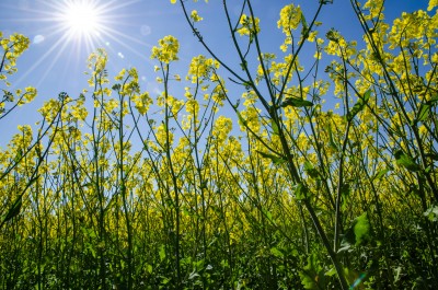 Mniejsza powierzchnia zasiewów rzepaku w UE oraz na Ukrainie