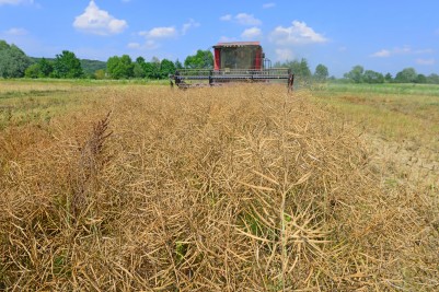 Już koszą rzepak