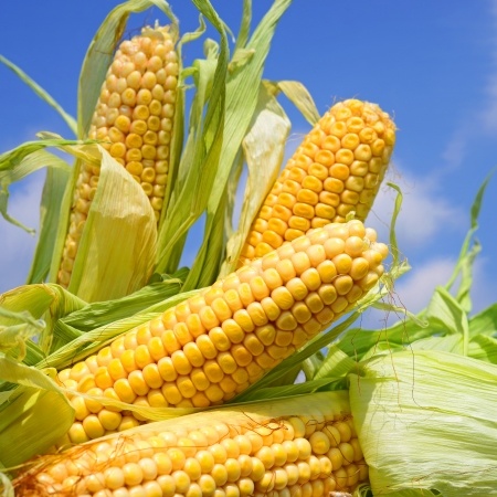 Unia Europejska – kontrakty na soję oraz kukurydzę