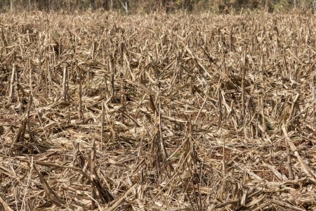 Pomoc dla plantatorów zbóż