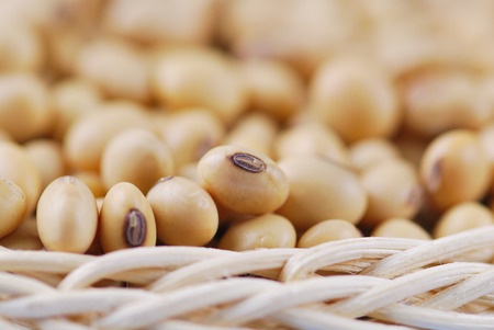 GMO nie takie złe?