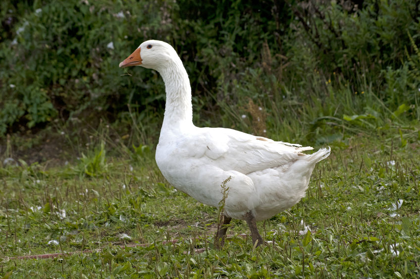 Gęś pójdzie śladem kaczki