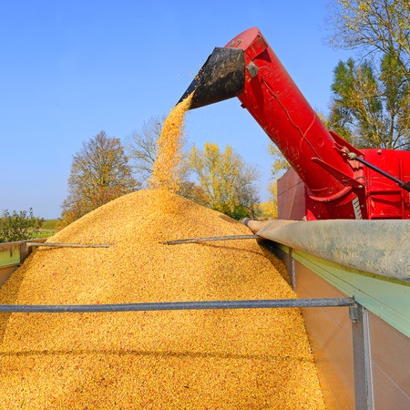 Szacunki zbiorów kukurydzy według FranceAgriMer