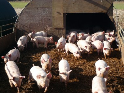 Ukraina wkrótce może być samowystarczalna w produkcji wieprzowiny