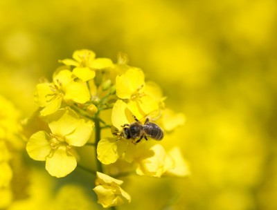 Globalna produkcja i podaż rzepaku w przyszłym sezonie
