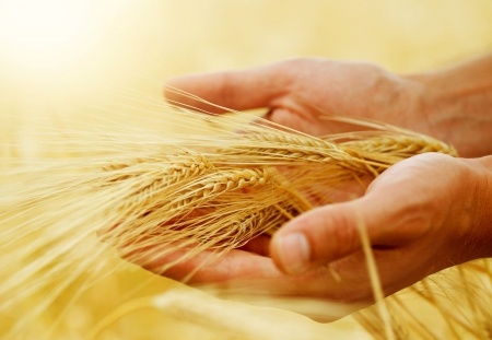 Produkcja zbóż wg FAO